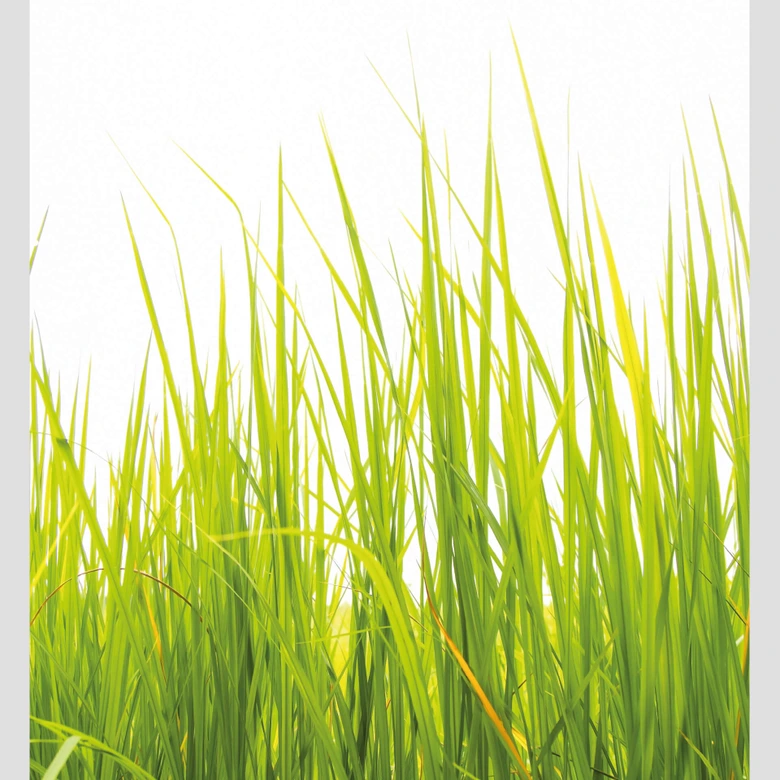 Papier peint photo Herbe haute 