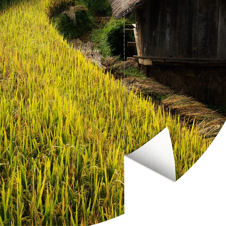Fototapete Intarob - Reisfelder in Vietnam - Rund - Selbstklebend/Vlies 