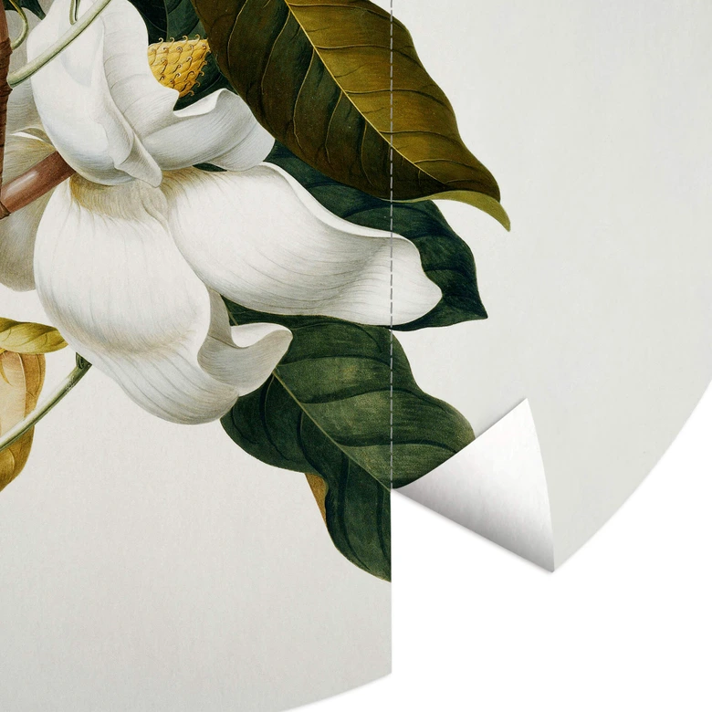 Fototapete Ehret - Magnolie - Rund - Selbstklebend/Vlies 