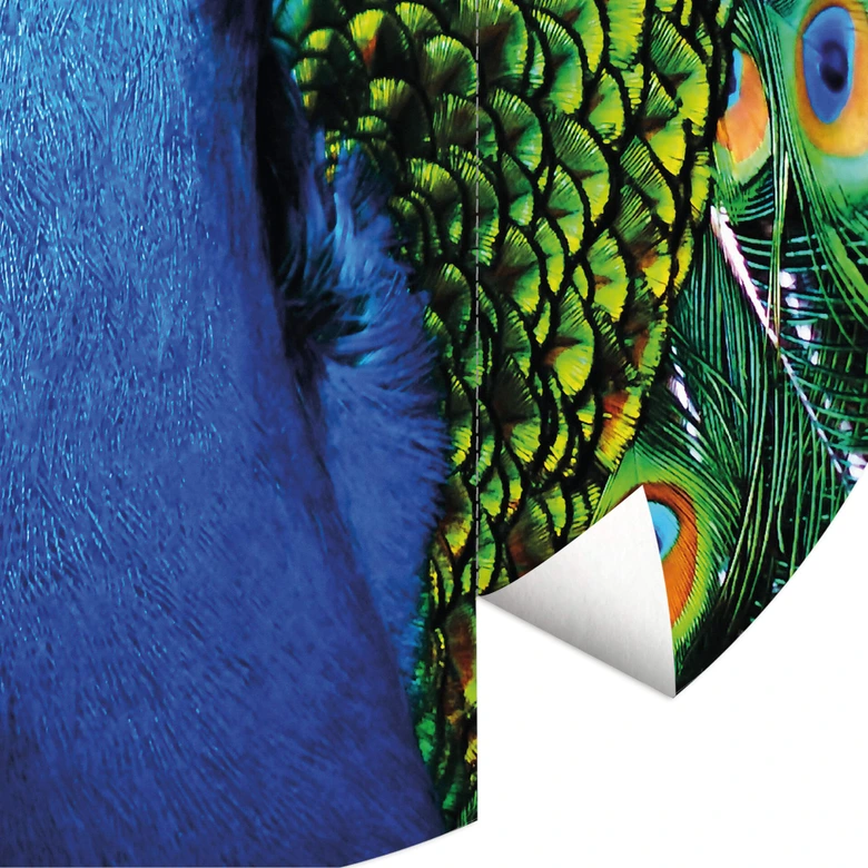 Fototapete Beautiful Peacock - Rund - Selbstklebend/Vlies 
