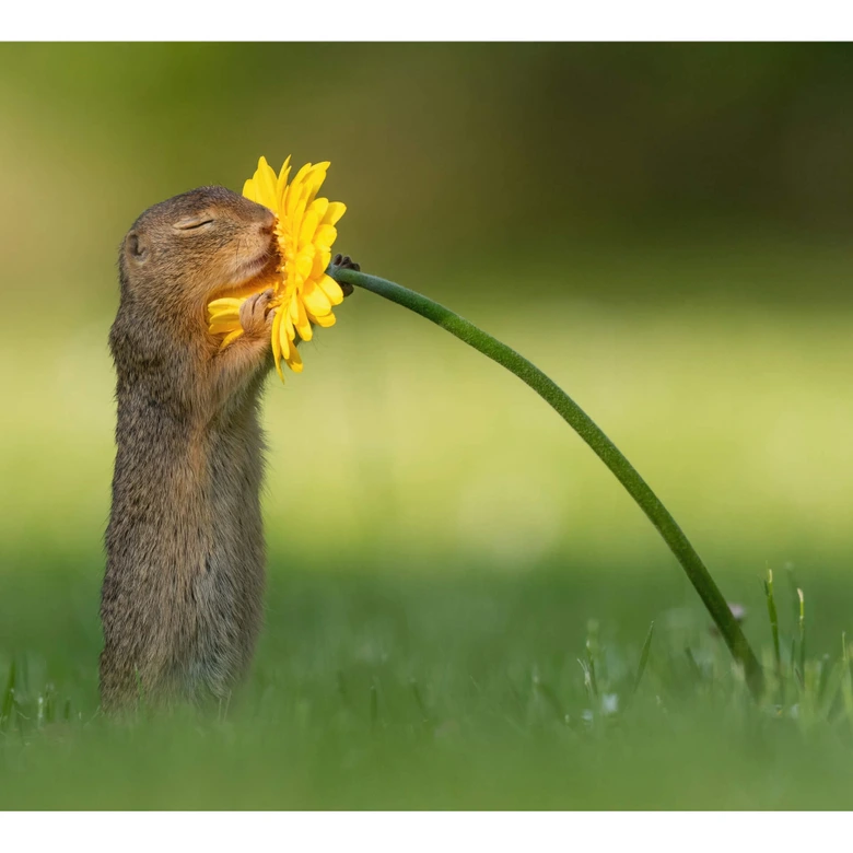 Wall Mural Dick van Duijn - Squirrel smelling Flower 
