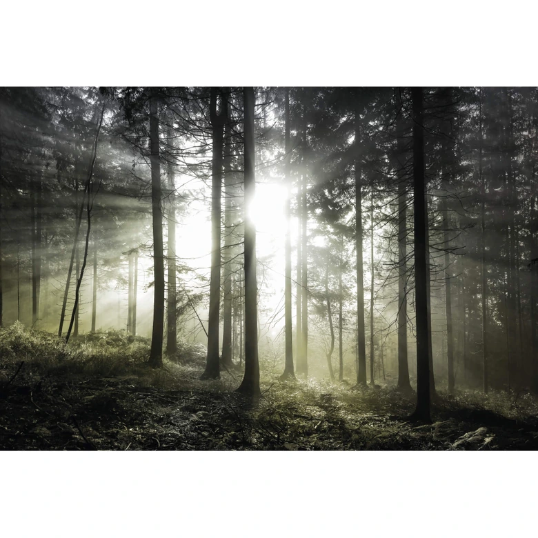 Fototapet - Solstråler i skoven 