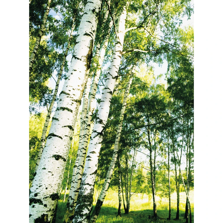 Fototapete Sunshine Forest 