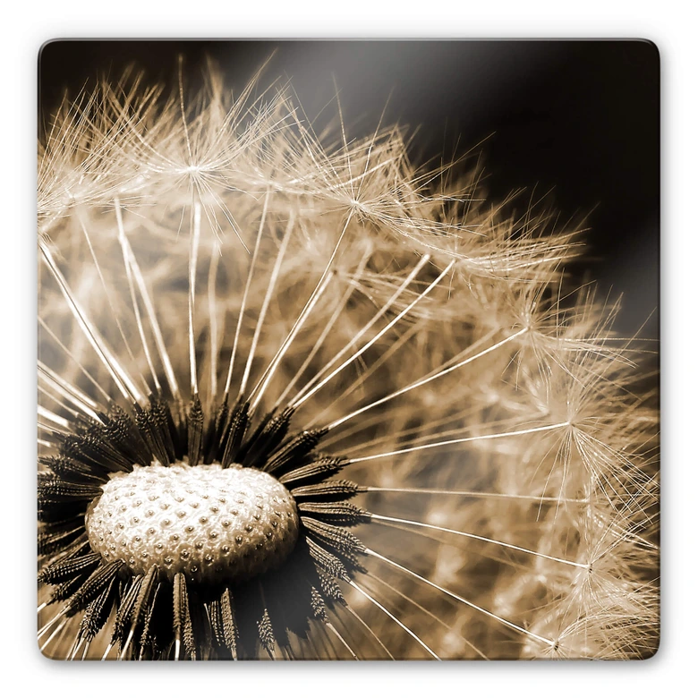 Glasbild Dandelion 