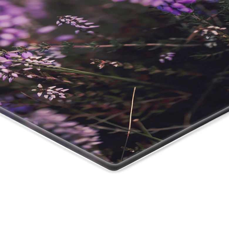 Glasbild Lila Heideblüte im warmen Licht - Annie 