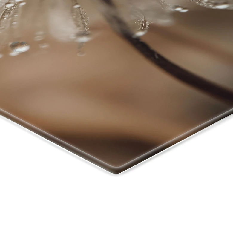 Tableau sur verre Pissenlit dans la rosée du matin - Treechild 