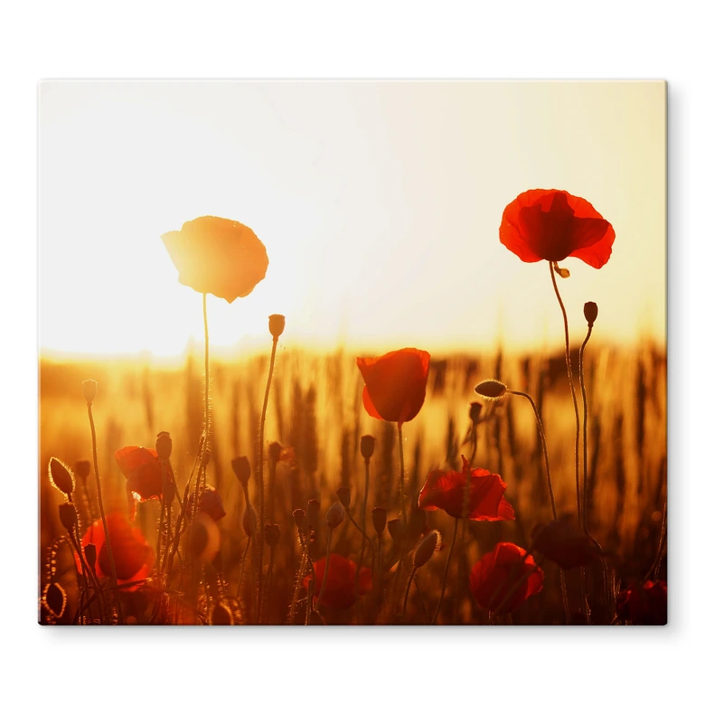 Plaque de protection - Champ de coquelicots 