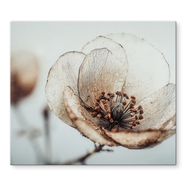 Herdabdeckplatte Trockenblüte Beige Naturpoesie - Treechild 