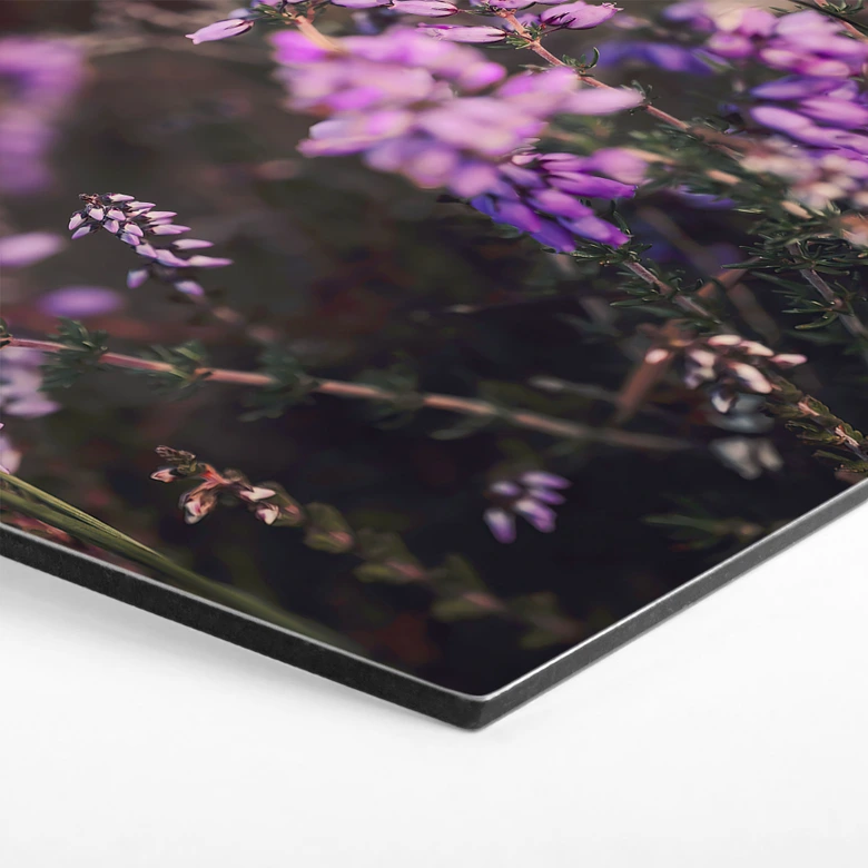 Hexagon Wandbild Lila Heideblüte im warmen Licht - Annie - Alu-Dibond 
