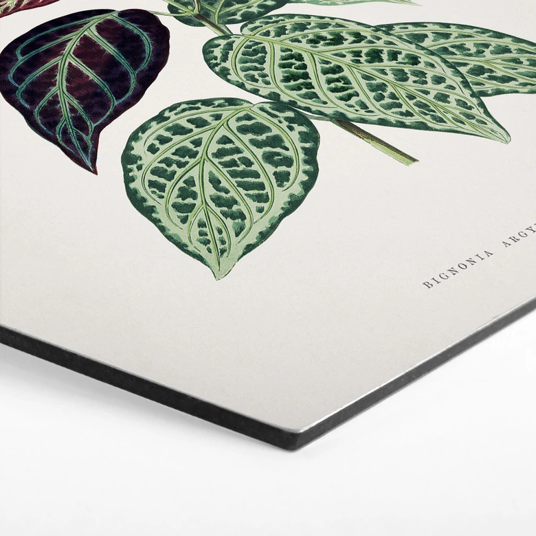 Hexagon Wandbild Blatt Illustration - Bignonia Argyro Violascea - Alu-Dibond 
