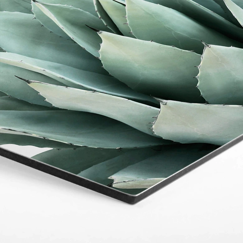 Hexagon - Alu-Dibond Sisi & Seb - Sukkulente 