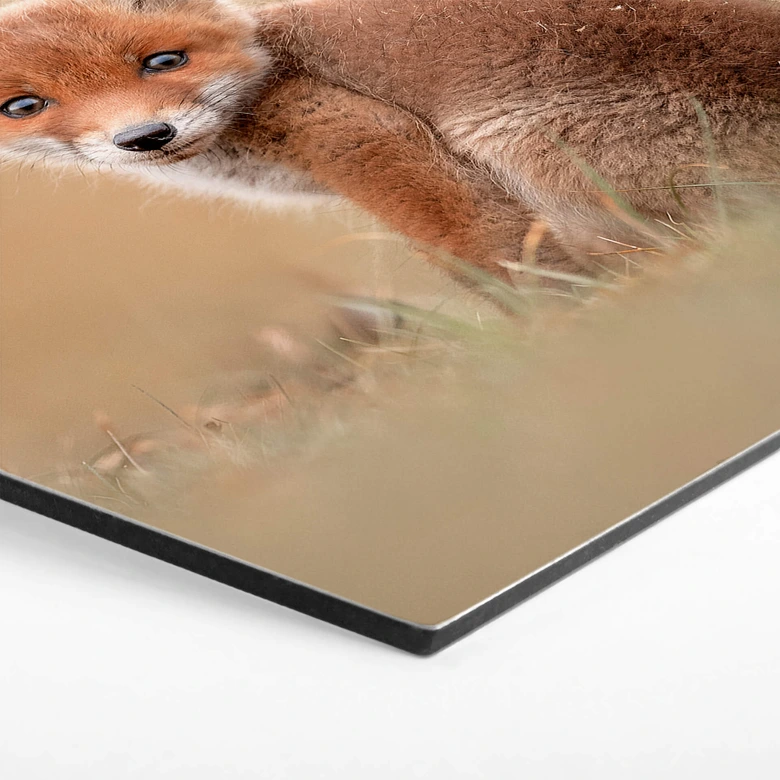 Hexagon - Alu-Dibond van Duijn - Baby Fuchs 