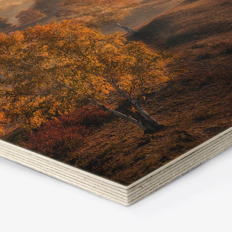 Tableau sur bois Hexagon Bouleaux dans la rosée dorée du matin - Cui 