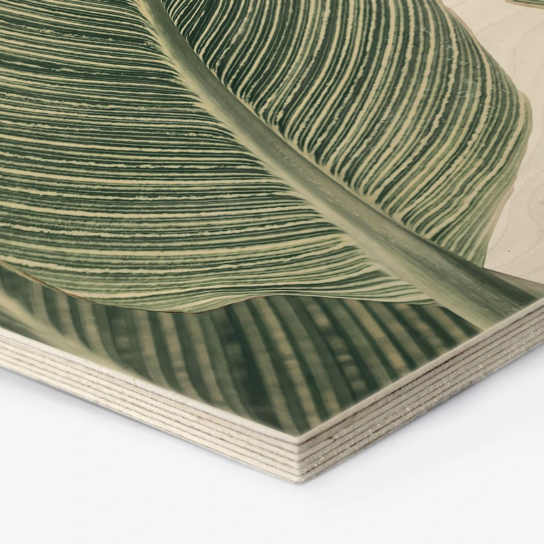 Hexagon-Holzbild Calathea Pflanze - Sisi & Seb 