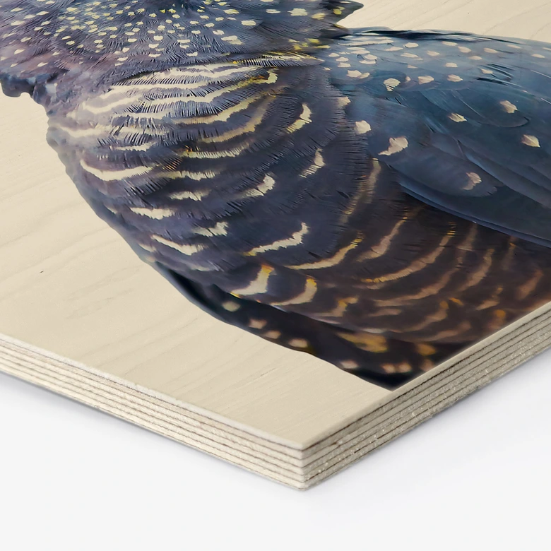 Hexagon - Holz Birke-Furnier - Sisi & Seb - Blauer Kakadu 