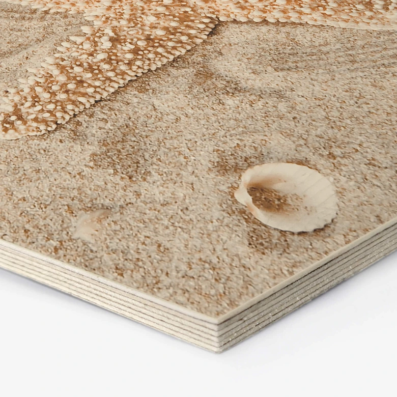 Hexagone - Bois Poisson-étoile dans la plage dorée 