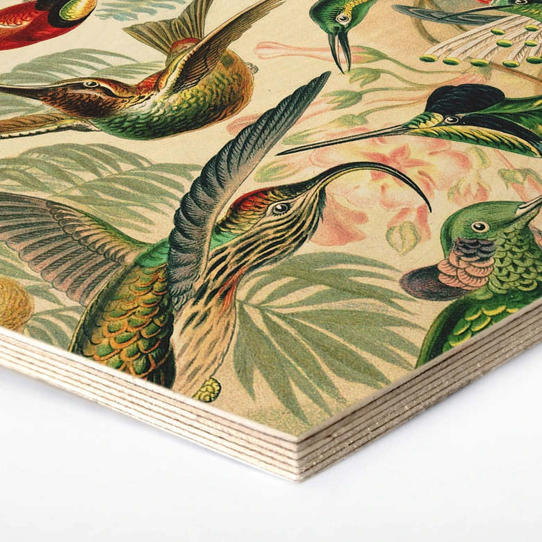Hexagon - Holz Haeckel - Kolibris 