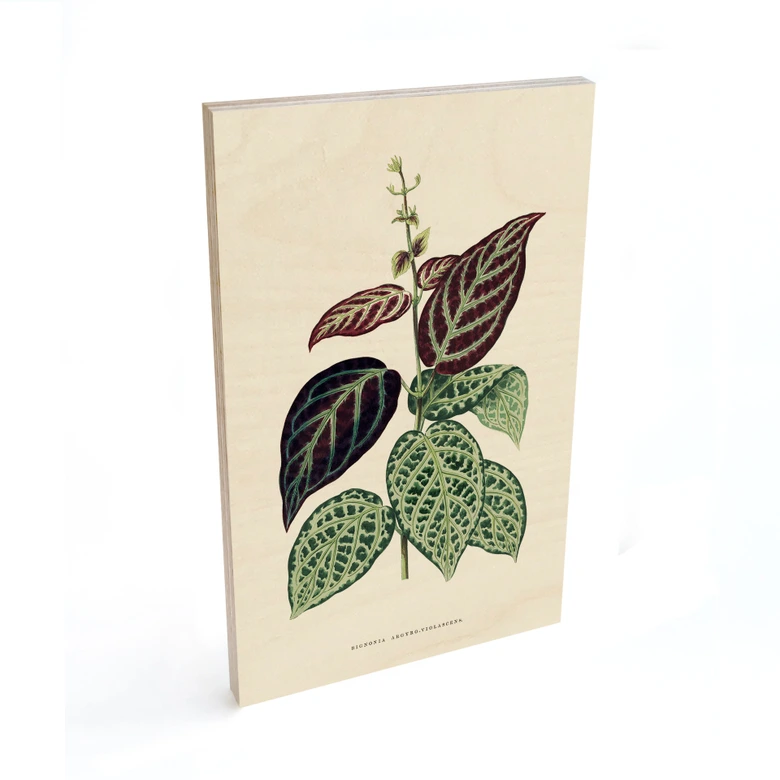 Träposter bladillustration - Bignonia Argyro Violascea 