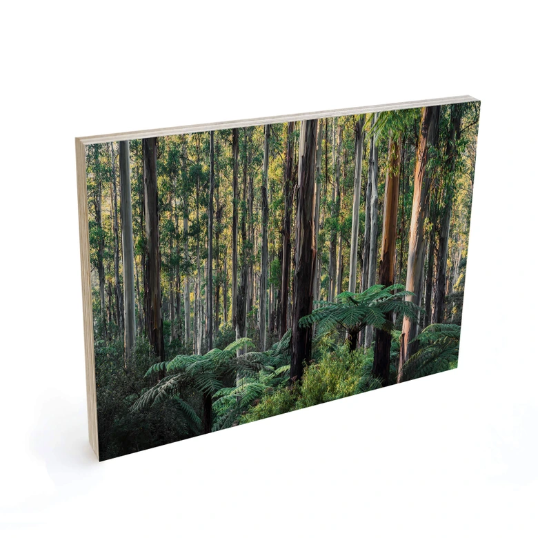 Holzbild Eukalyptuswald in den Yarra Ranges - Colombo 