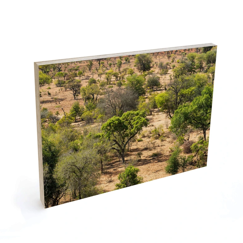 Tableau sur bois Paysage de savane en Afrique - Hugonnard 