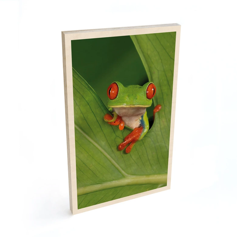 Holzbild Laubfrosch im Regenwald - van Duijn 