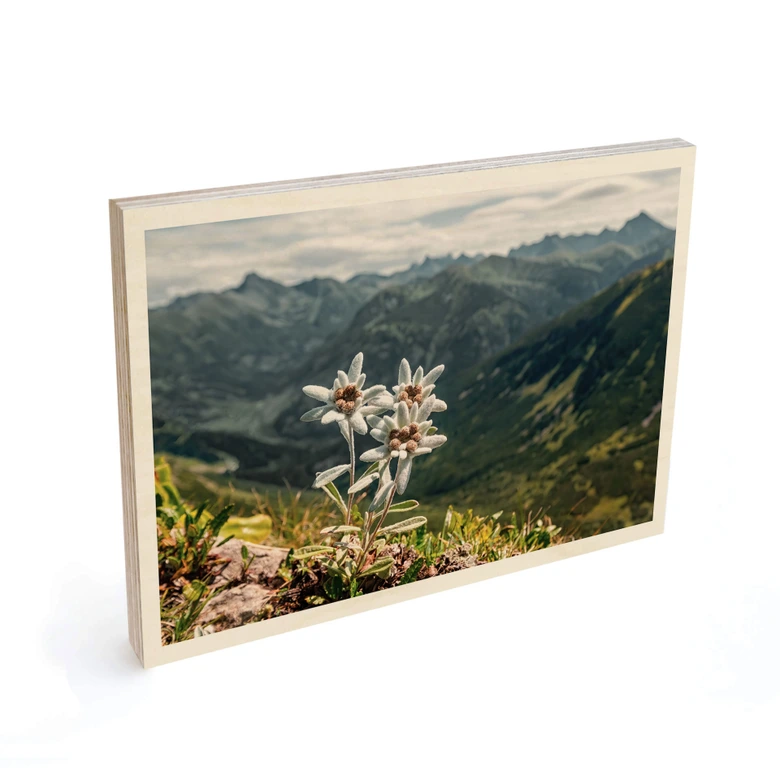 Holzbild Weißer Alpen-Edelweiß auf dem Berg 