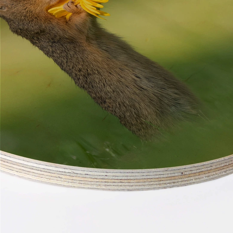 Holzbild van Duijn - Erdhörnchen riecht an Blume - Rund 