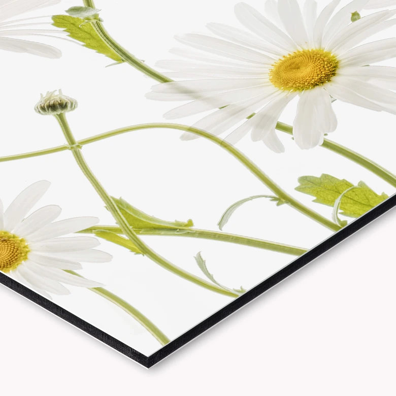Küchenrückwand - Alu-Dibond - Disher - Ox eye Daisies 