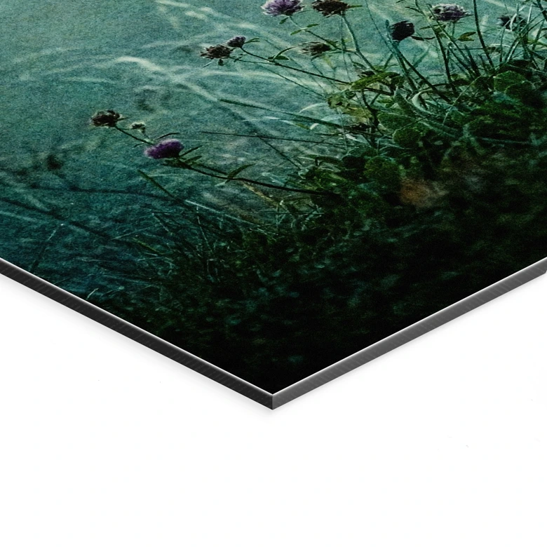 Wandbild Taubedeckter Sonnenaufgang - Kværnstrøm - Alu-Dibond 