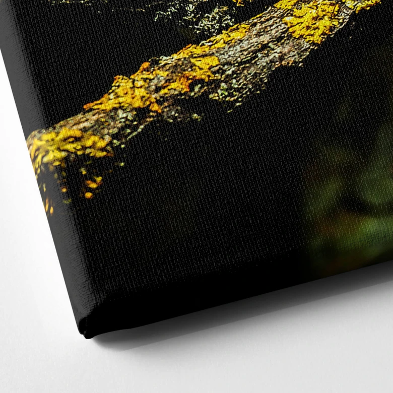 Leinwandbild Brown - Chamäleon 