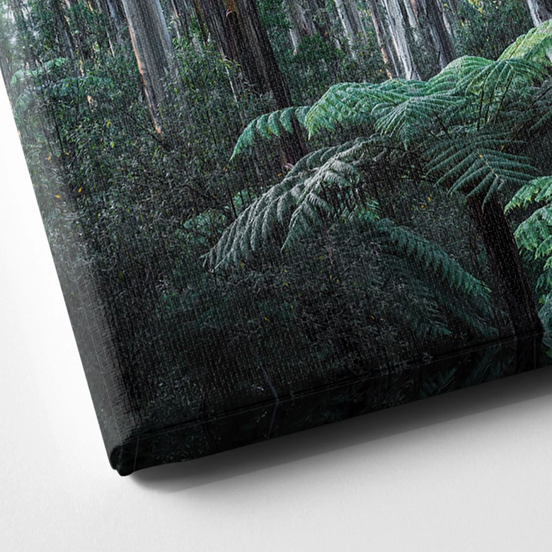 Leinwandbild Eukalyptuswald in den Yarra Ranges - Colombo 