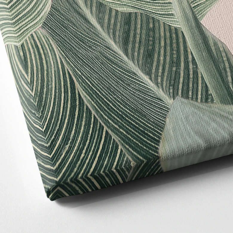 Leinwandbild Calathea Pflanze - Sisi & Seb 