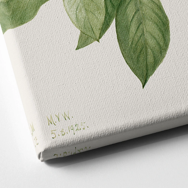 Obraz na płótnie przedstawiający botaniczną ilustrację kamelii - Walcott 