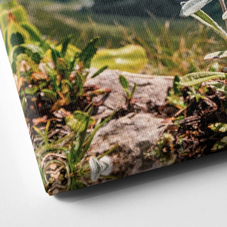 Obraz na płótnie biała szarotka alpejska na górze 