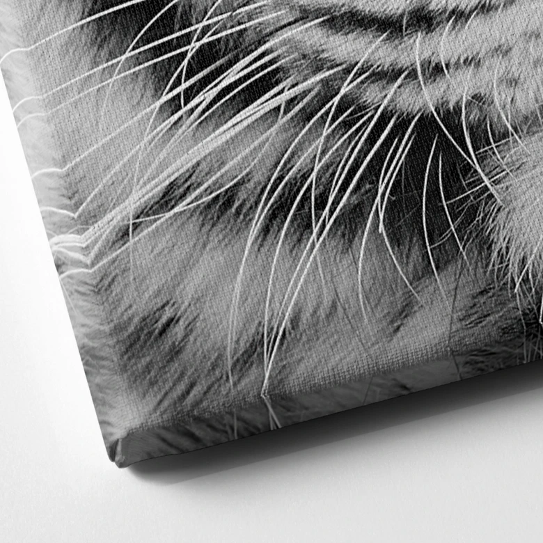 Obraz na płótnie Wspaniały tygrys sumatrzański 