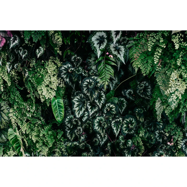 Livingwalls Fototapete Walls by Patel 3 Deep Green 2 grün 