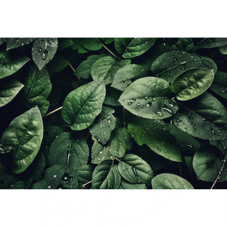 Vinilo adhesivo muebles Hojas verdes 