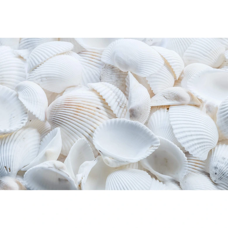 Furniture Wrap - self adhesive - Shells 