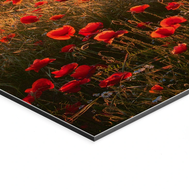 Wandbild Mohnfeld im Sonnenuntergang - Alu-Dibond 