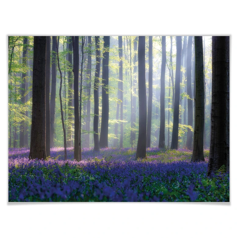 Poster Popan - Hyacinthen 