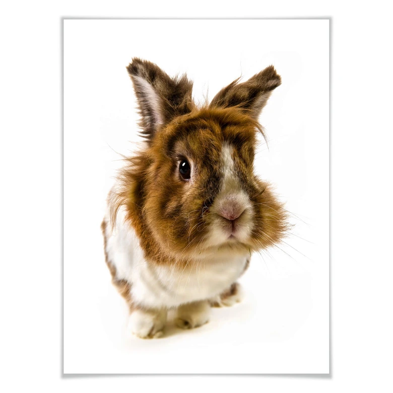 Poster Rabbit 