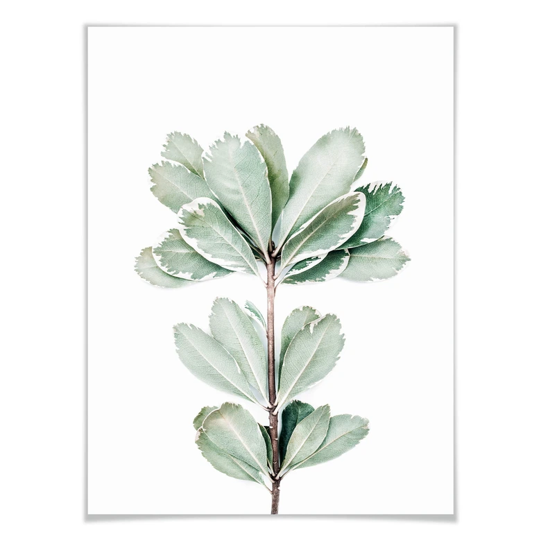 Poster Sisi & Seb - Botanik 