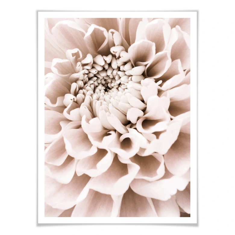 Poster 1X Studio - Chrysantheme 