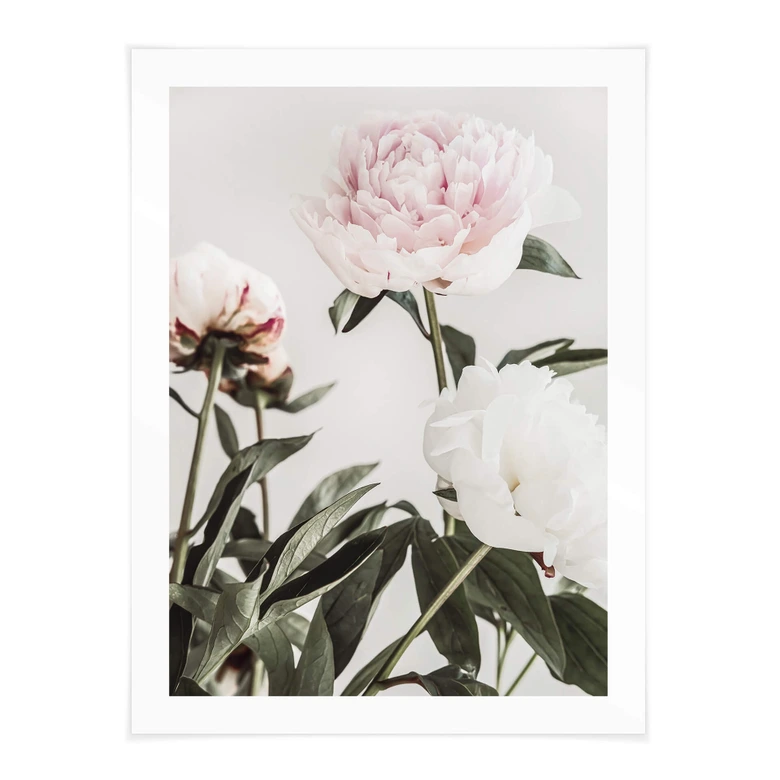 Póster 1X Studio - Tres peonías en flor 
