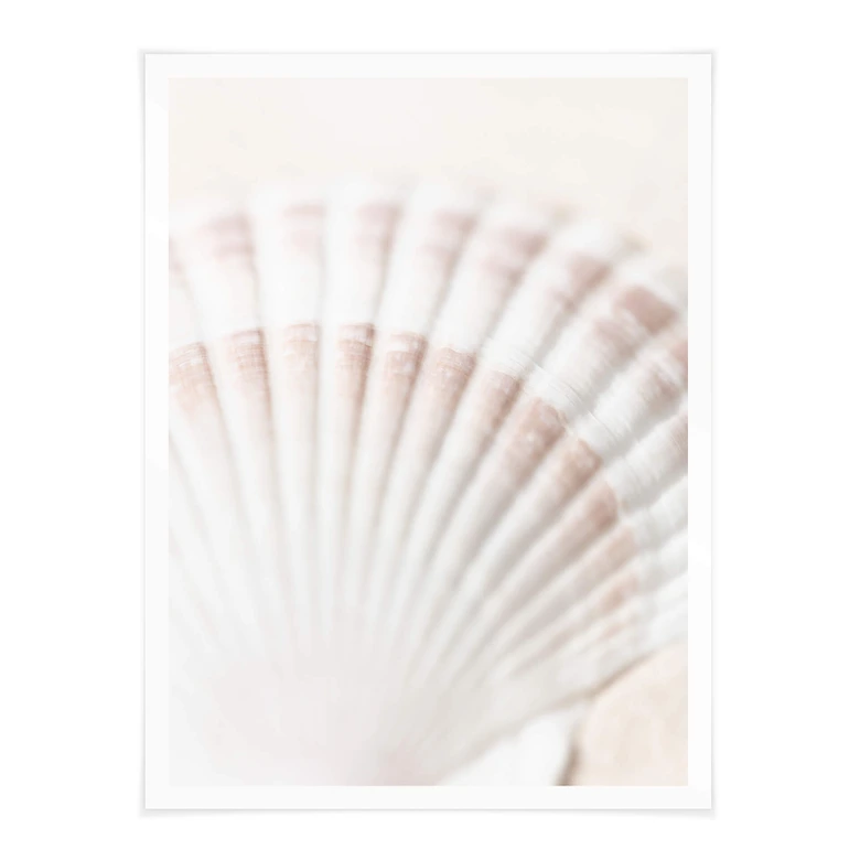 Poster 1X Studio - Jakobsmuschel 