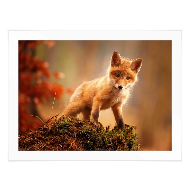 Poster Adamec - Junger Fuchs im Wald 