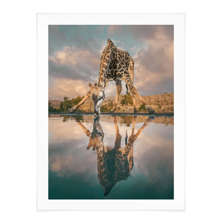 Safari Poster - Reflexion einer Giraffe in der Wildnis - Amtmann 