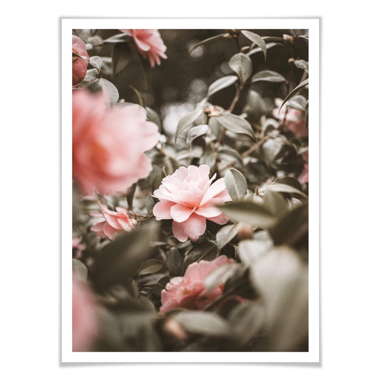 Poster Annie - Rosenblüte 
