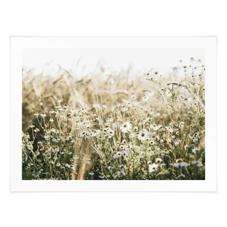 Poster Sommerwiese mit Kamille - Annie 