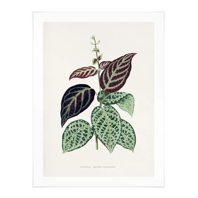 Poster Blatt Illustration - Bignonia Argyro Violacea 